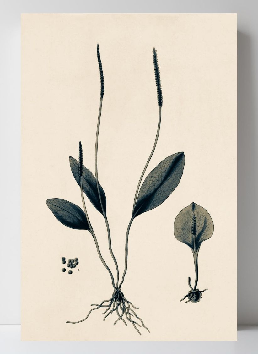 Ophioglossum Ellipticum