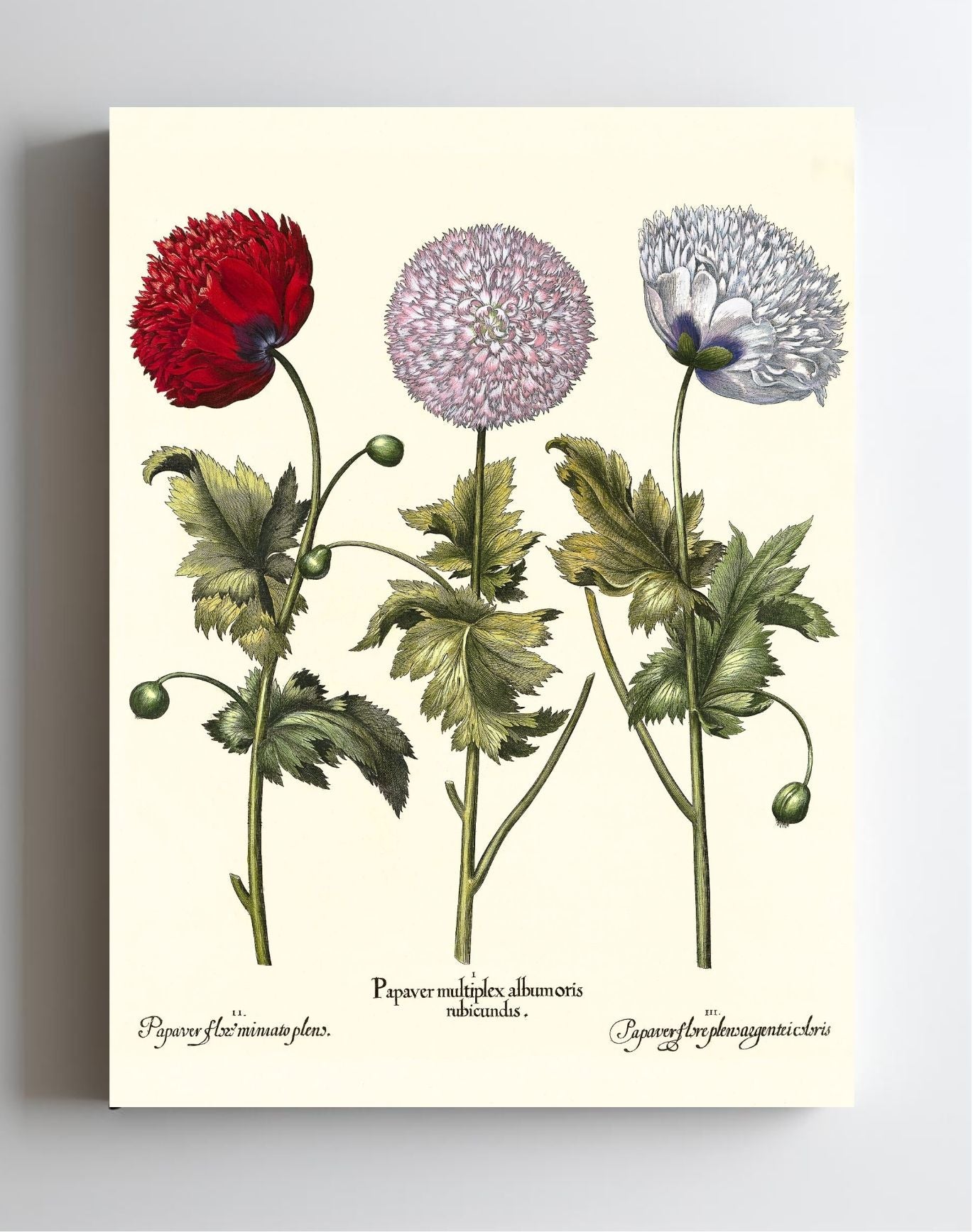 Double-flowered variegated garden poppy, et al