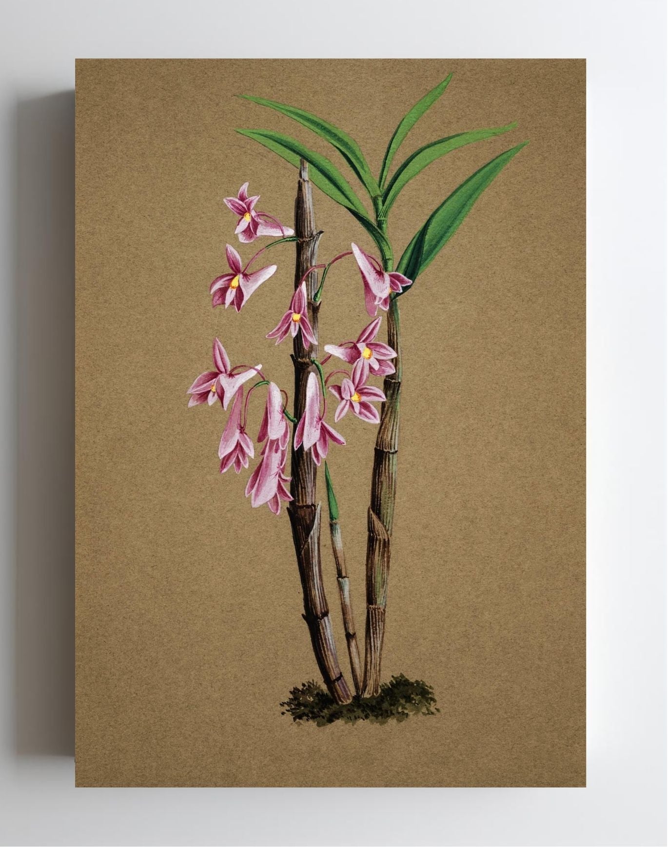 Dendrobium Hasselti