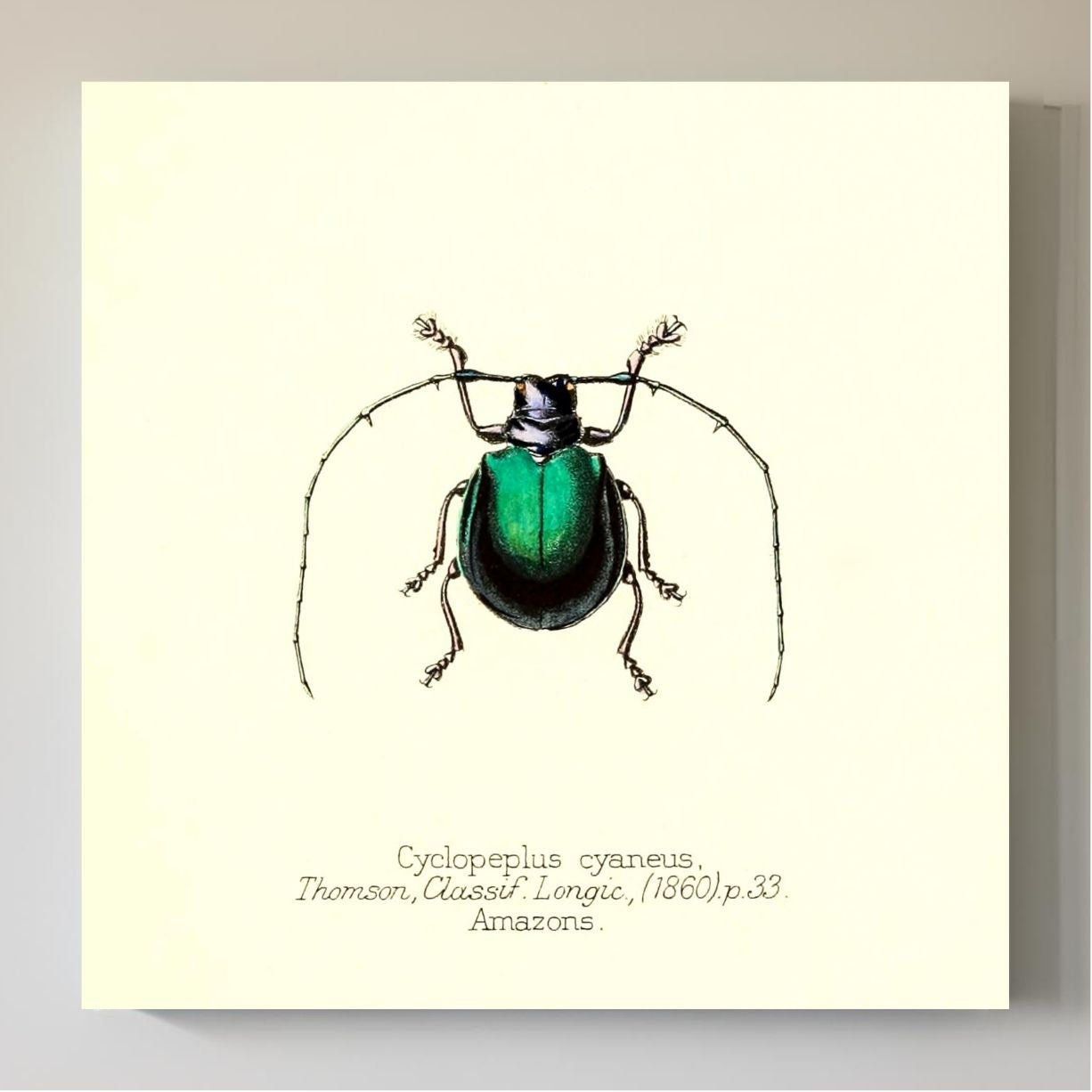 Cyclopeplus Cyaneus