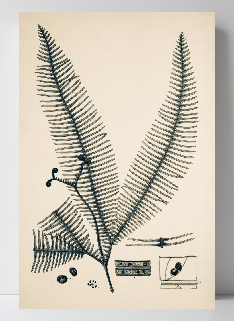 Gleichinia Immersa