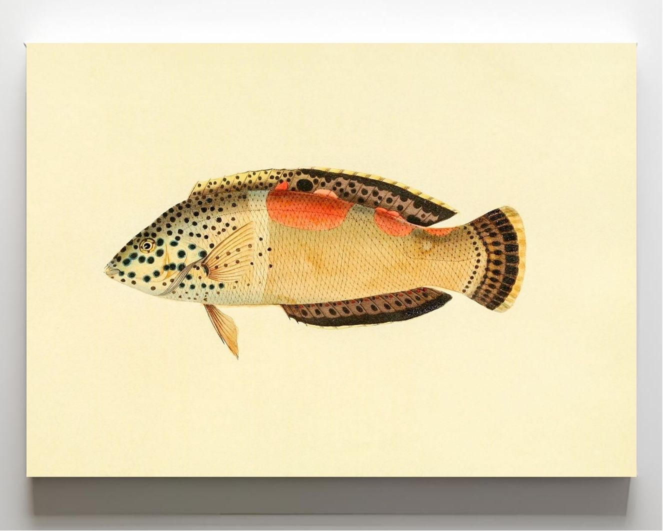 Labrus Aureo-Maculatus