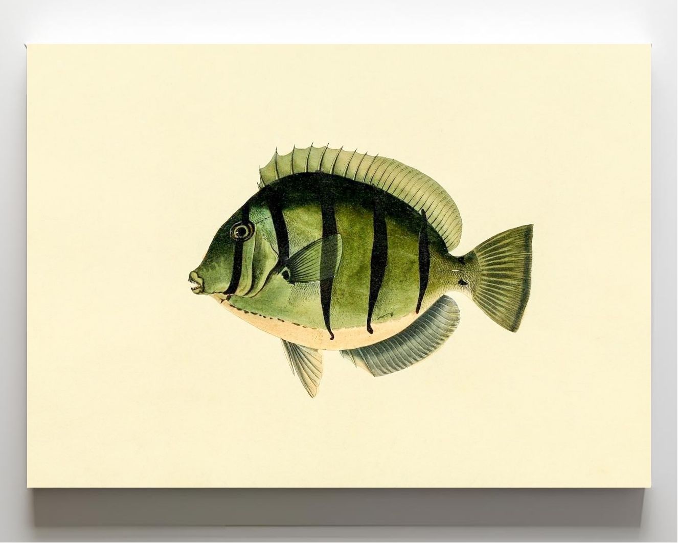 Acanthurus Hirudo