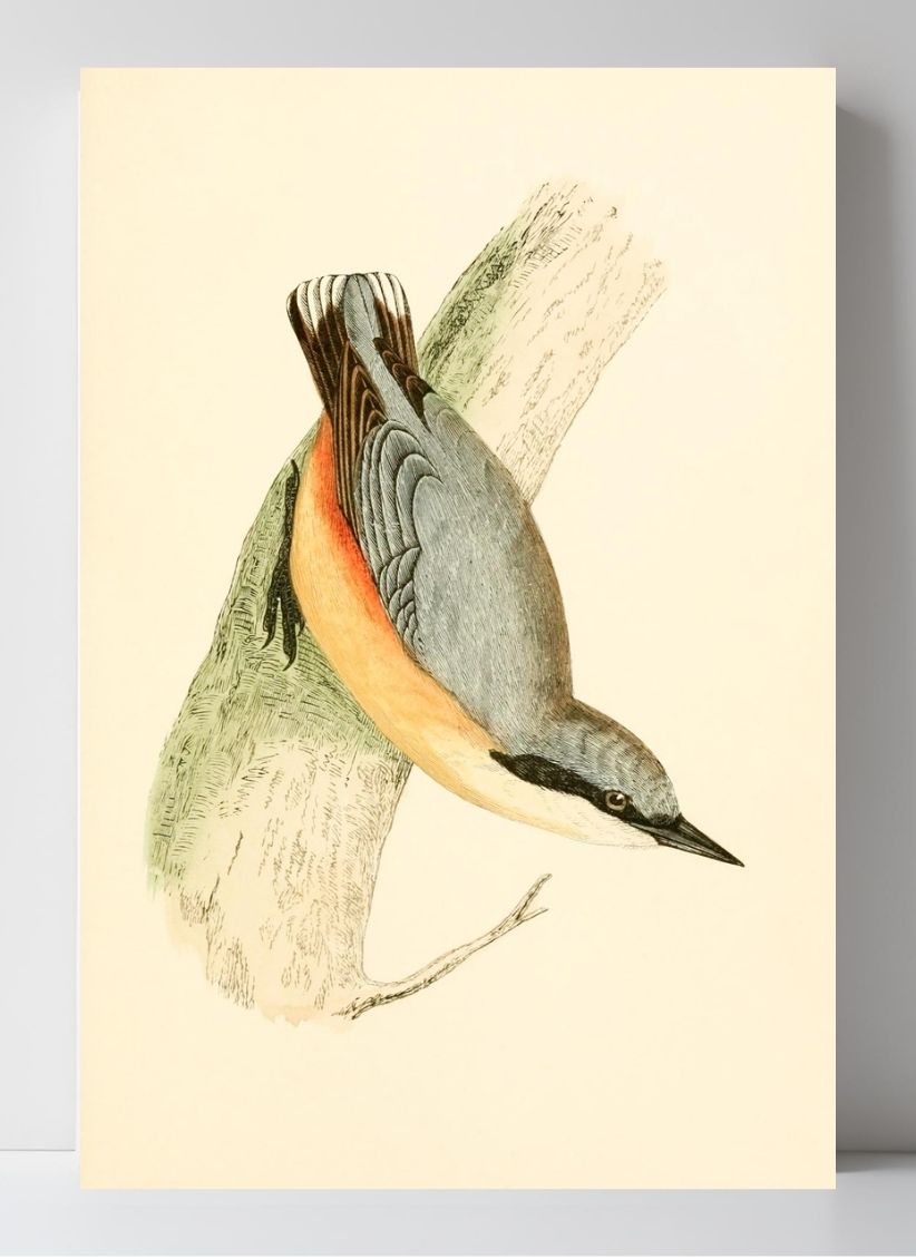 Nuthatch