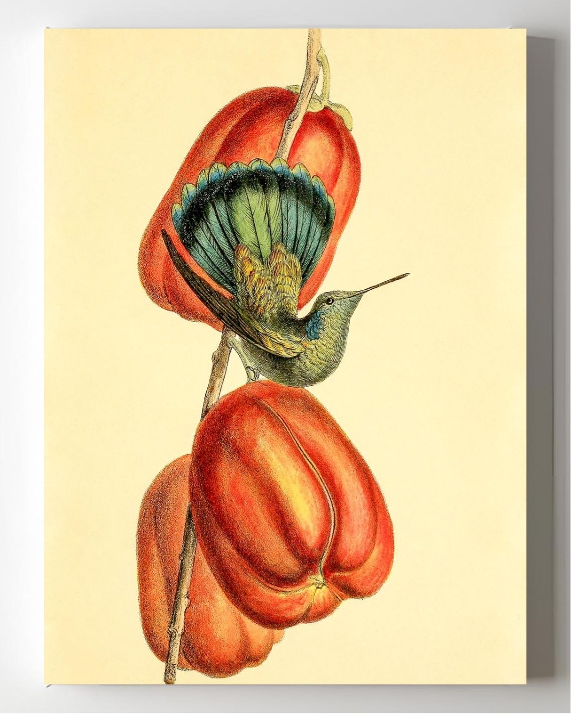 Green-Tail'd Hummingbird