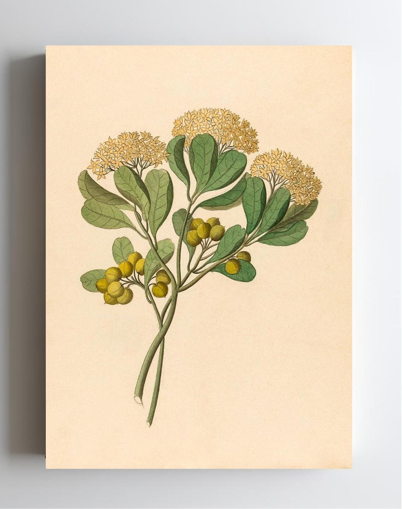Pentandria Mon. (Pittosporum Viridiflorum)