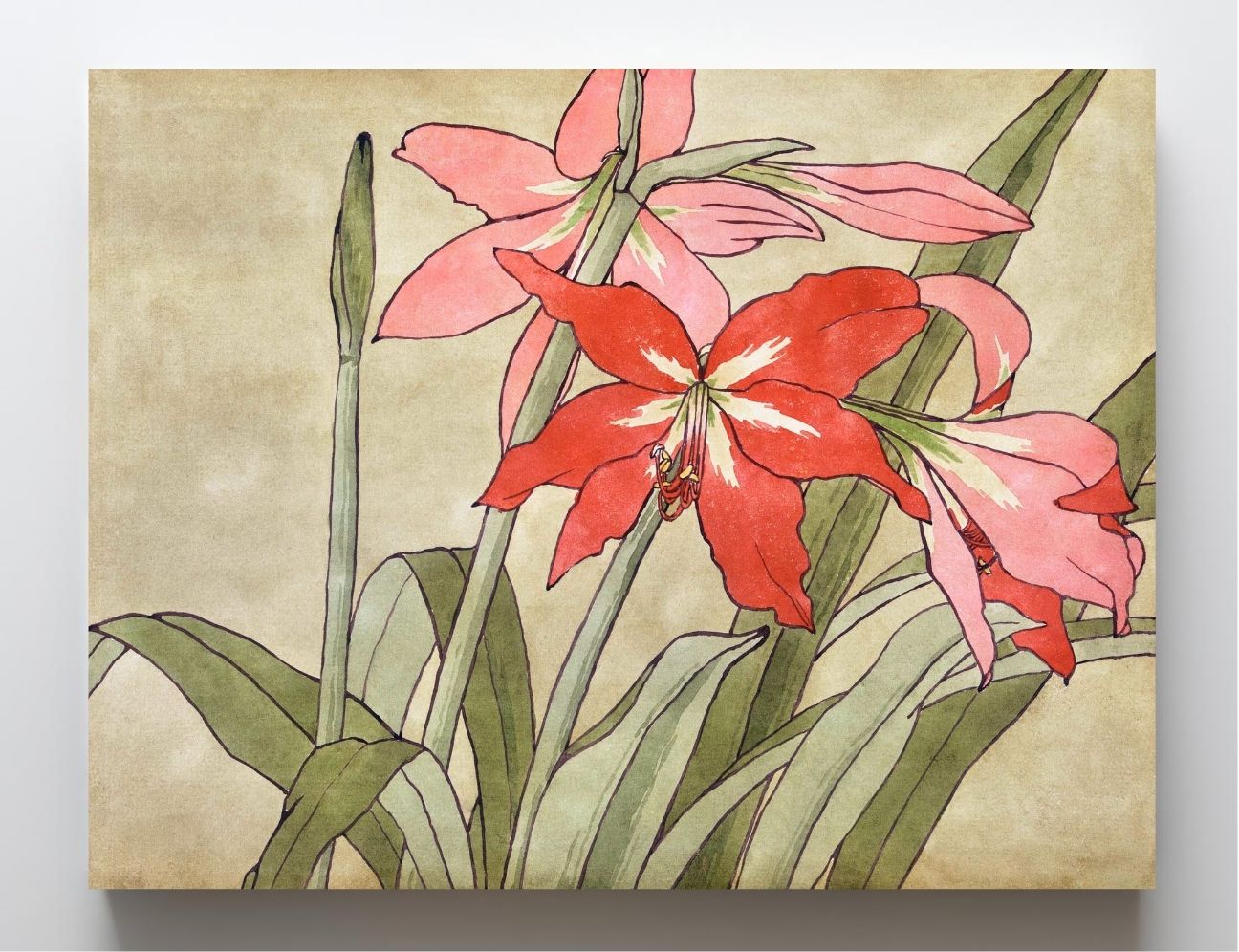 Amaryllis