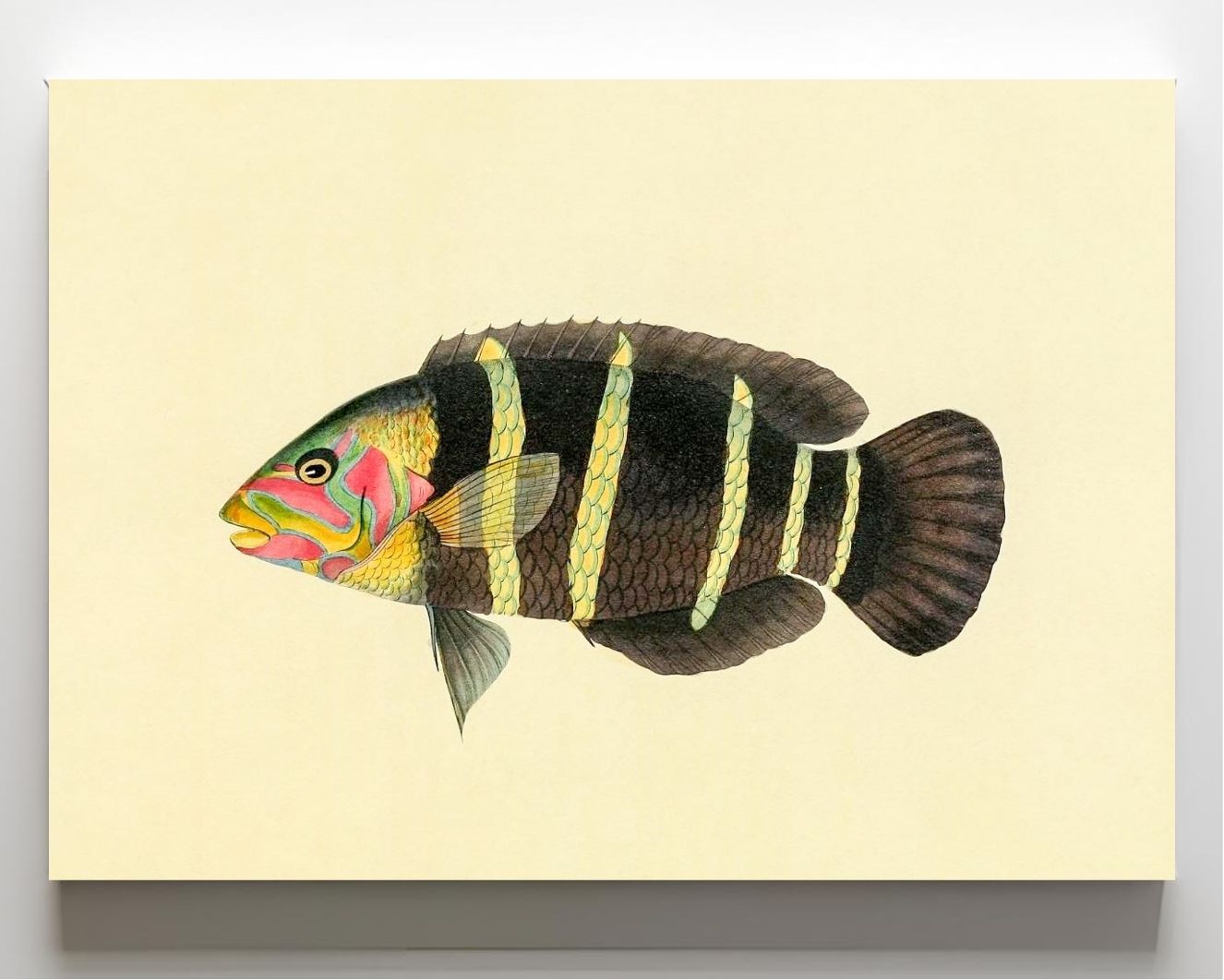 Scarus Quinque-Fasciatus