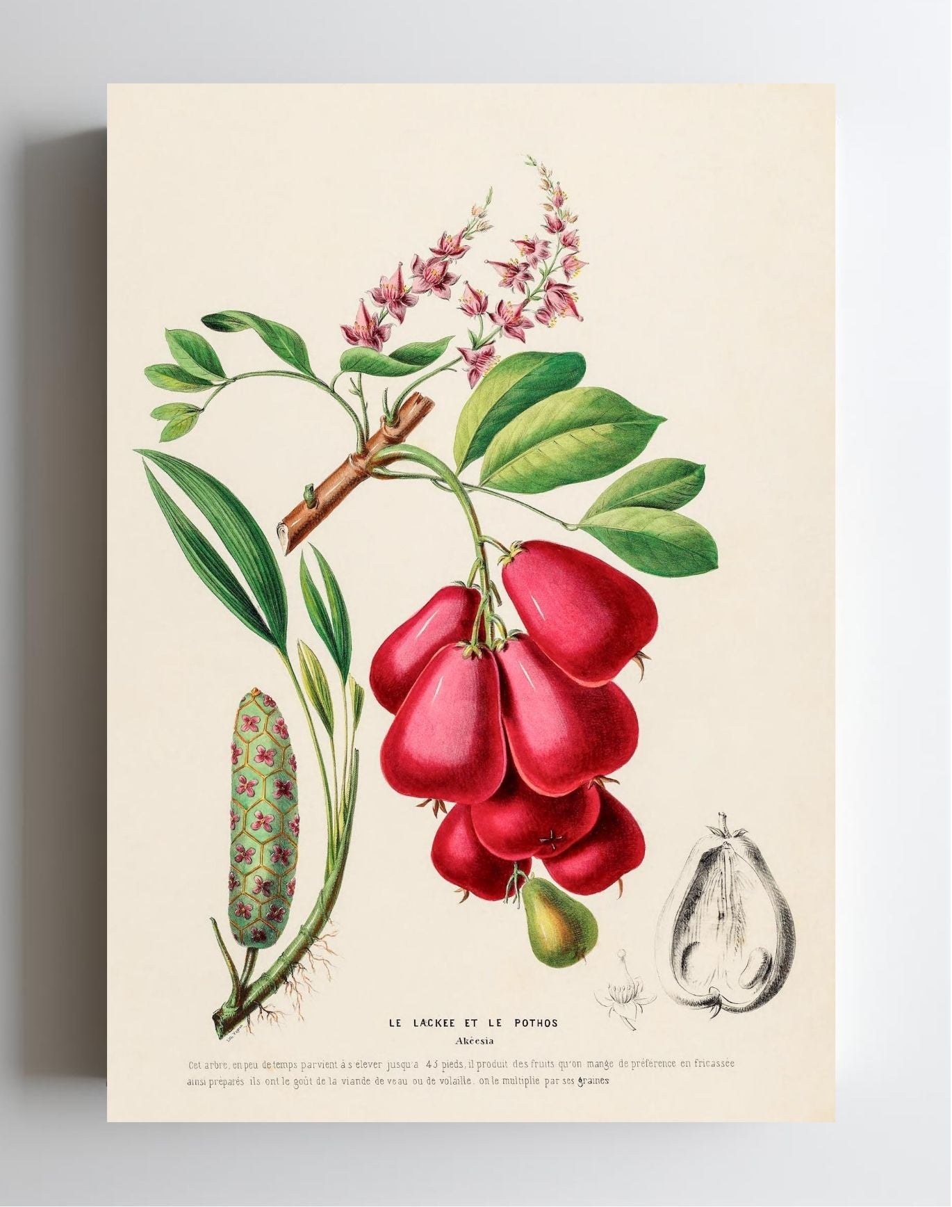Le Lackee et le Pothos (Akeesia)
