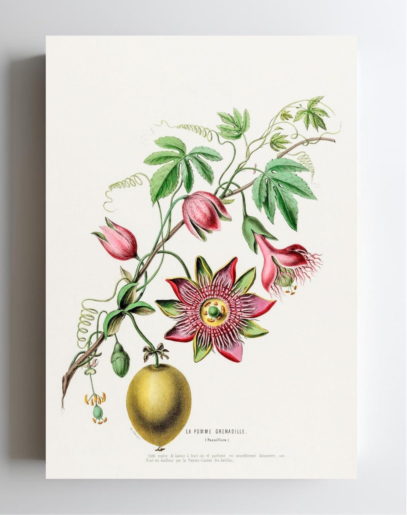 La Pomme Grenadille (Passiflora)