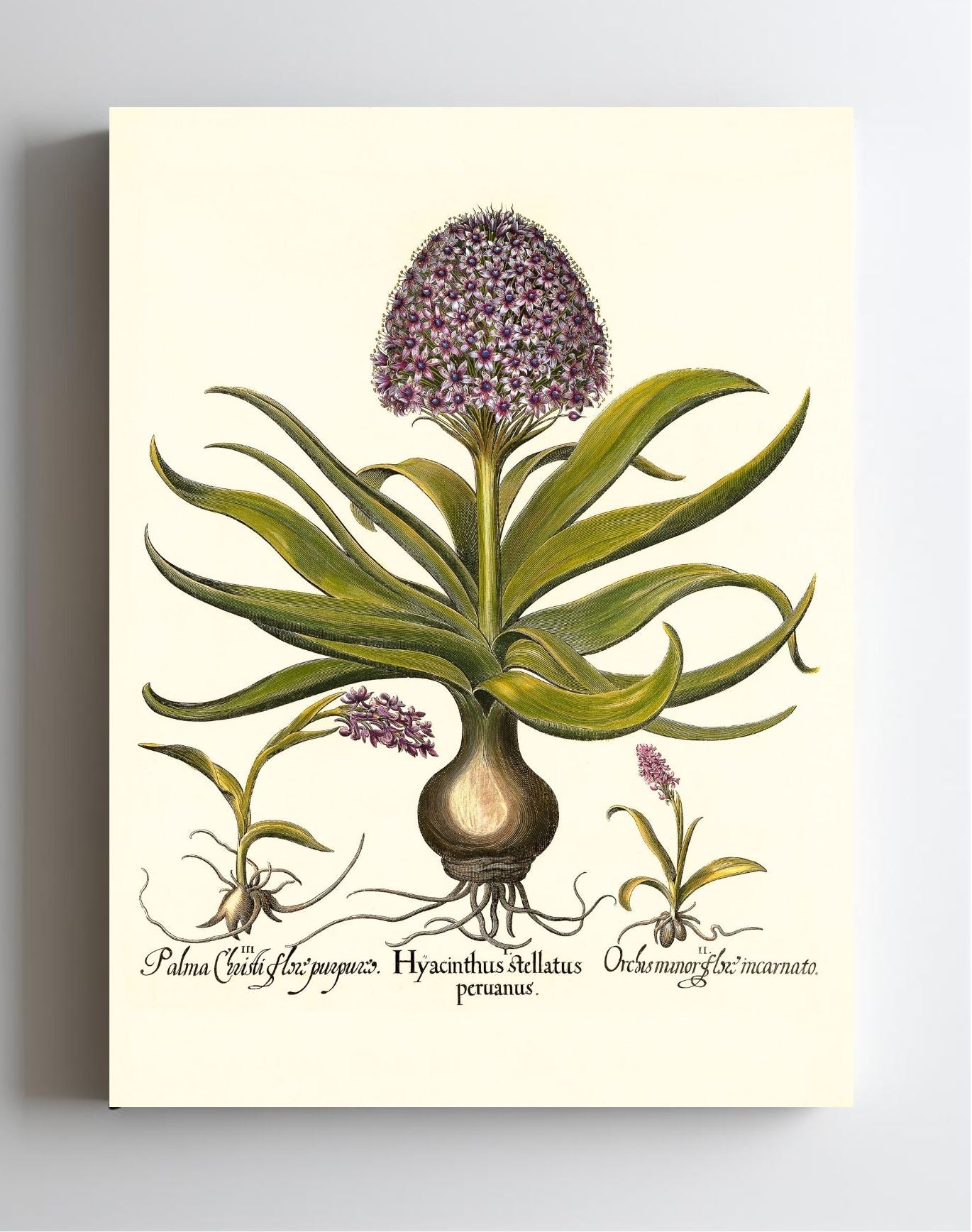Peruvian squill, Pink spotted wild orchid, et al