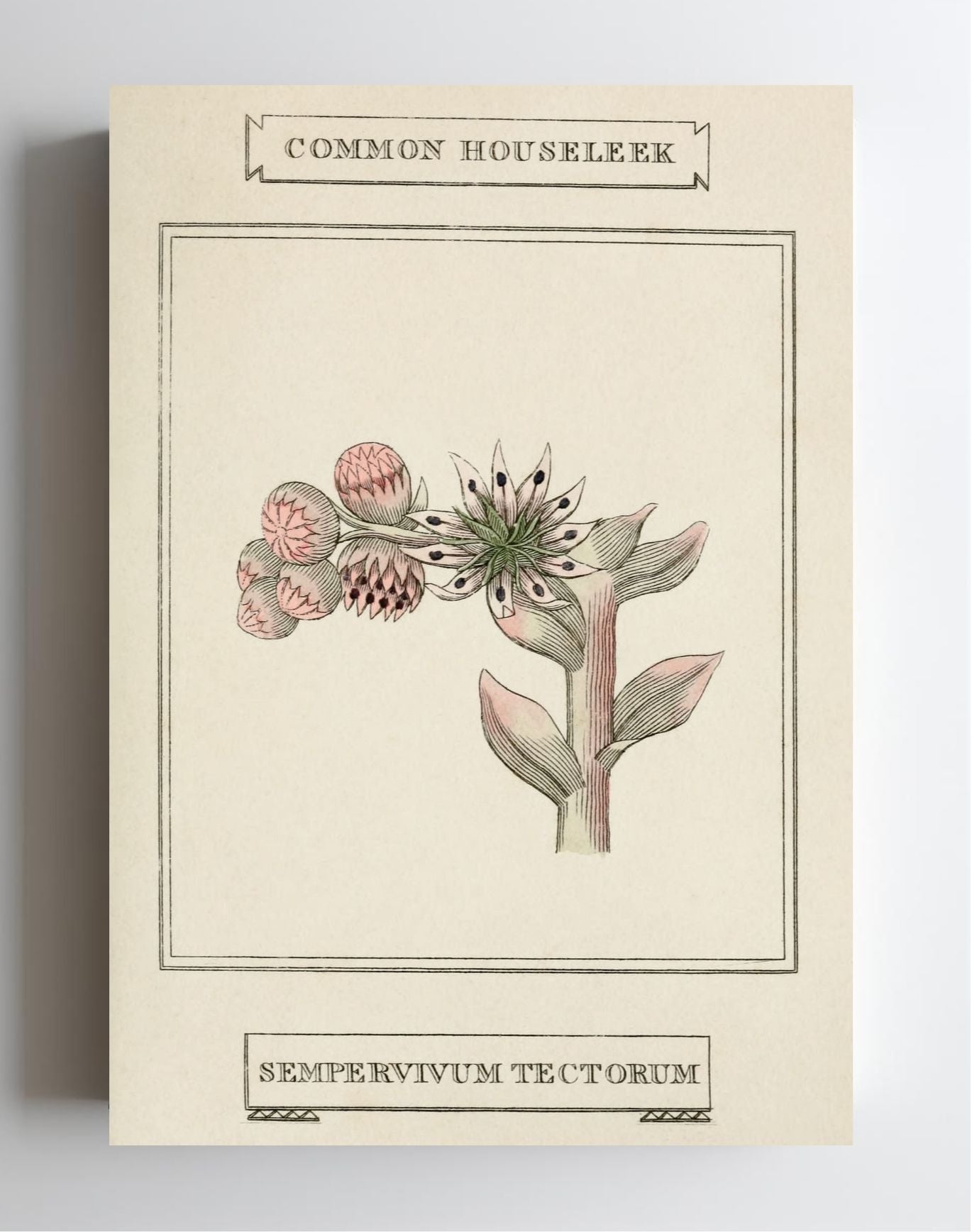 Common Houseleek