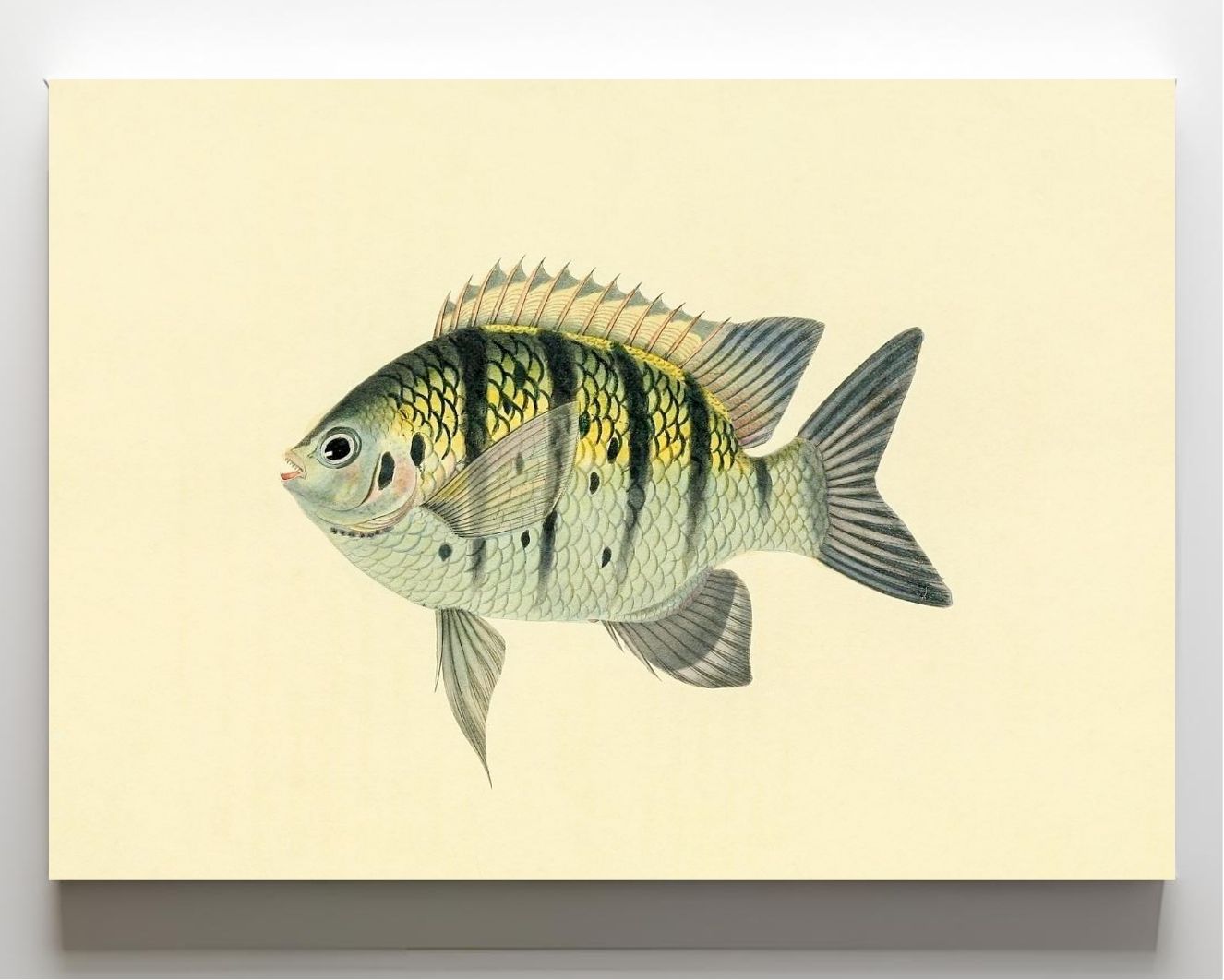 Chaetodon Tyrwhitti
