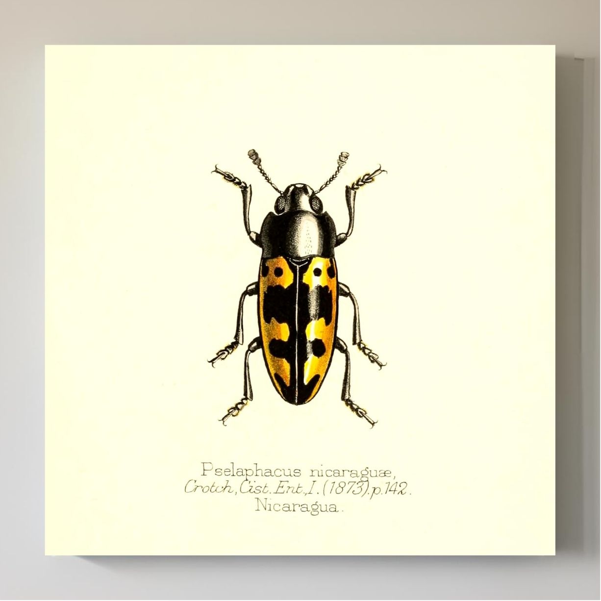 Pselaphacus Nicaraguae