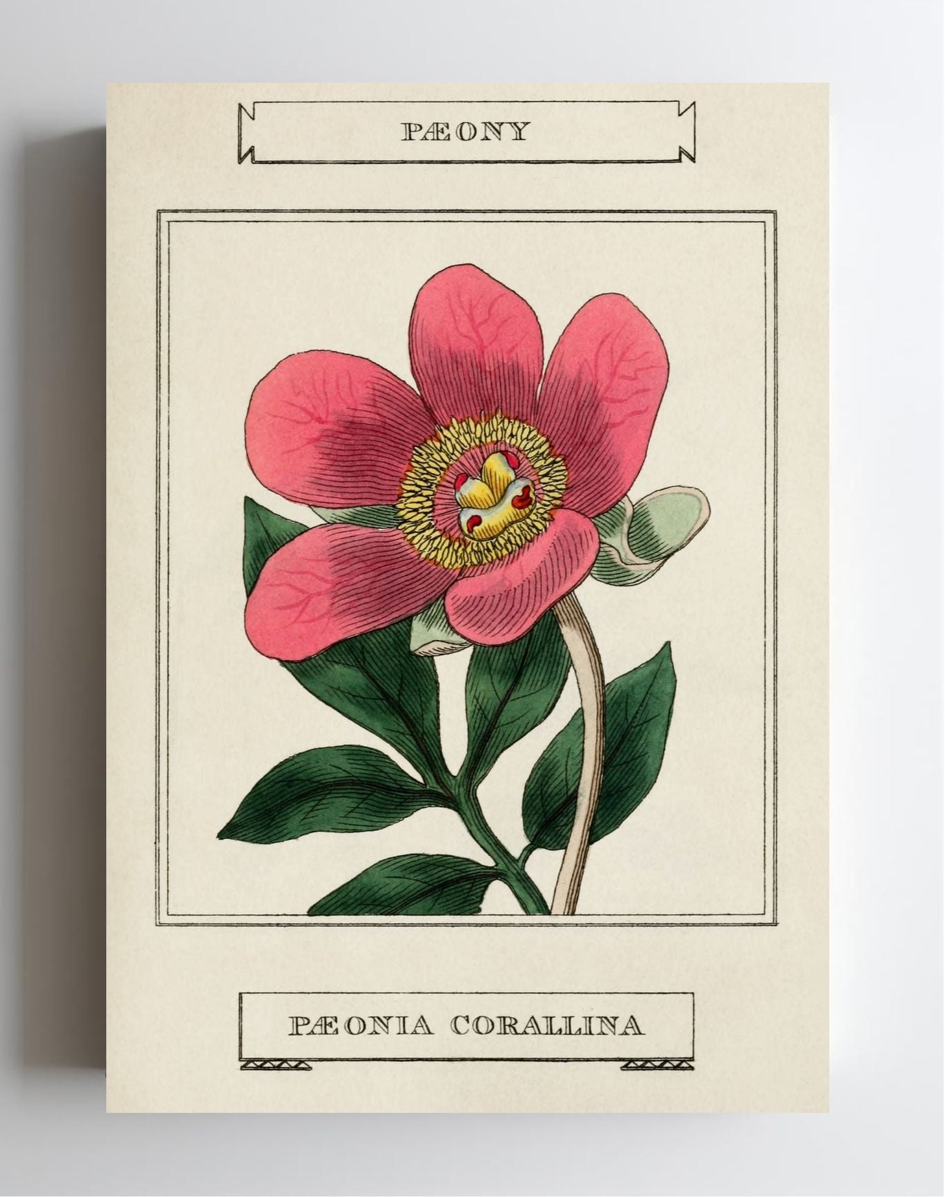 Paeony