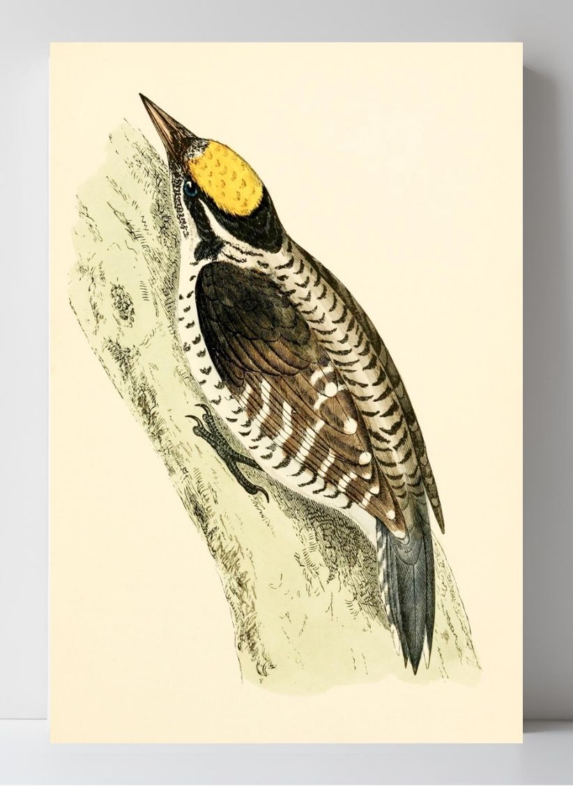 Three-Toed Woodpecker