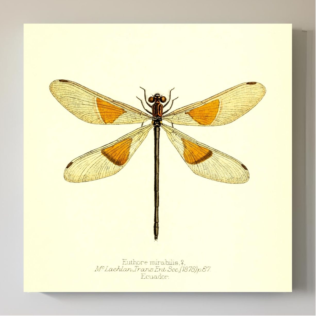 Euthore Mirabilis (female)