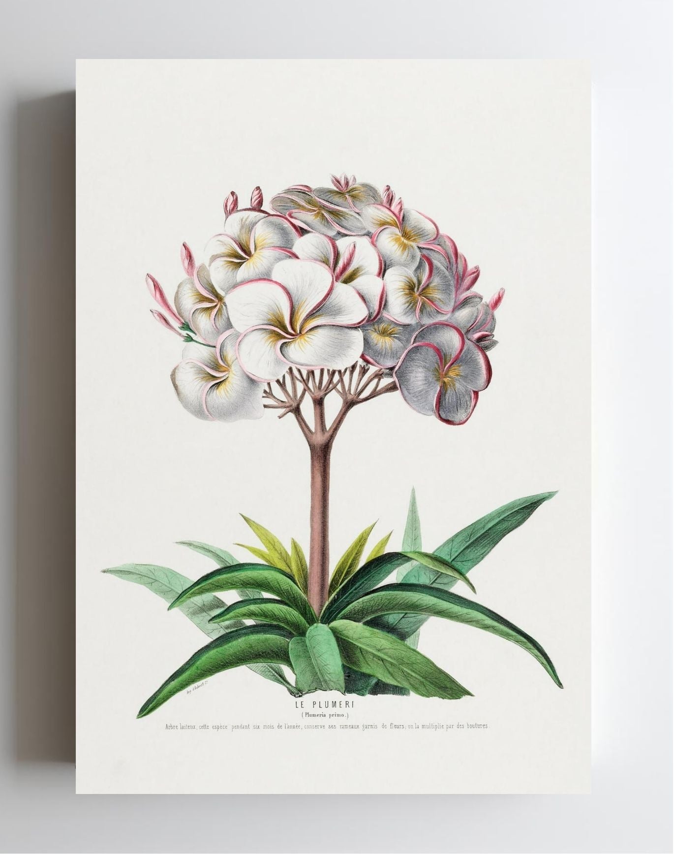 Le Plumeri (Plumeria Primo)