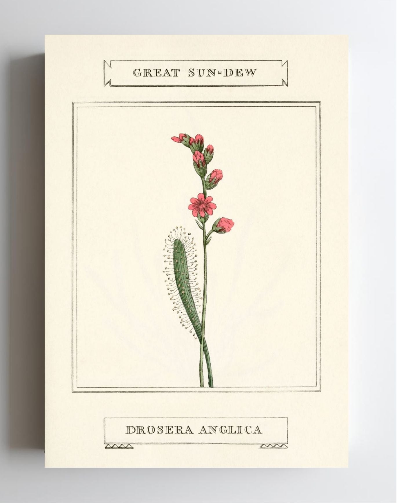 Great Sun-Dew
