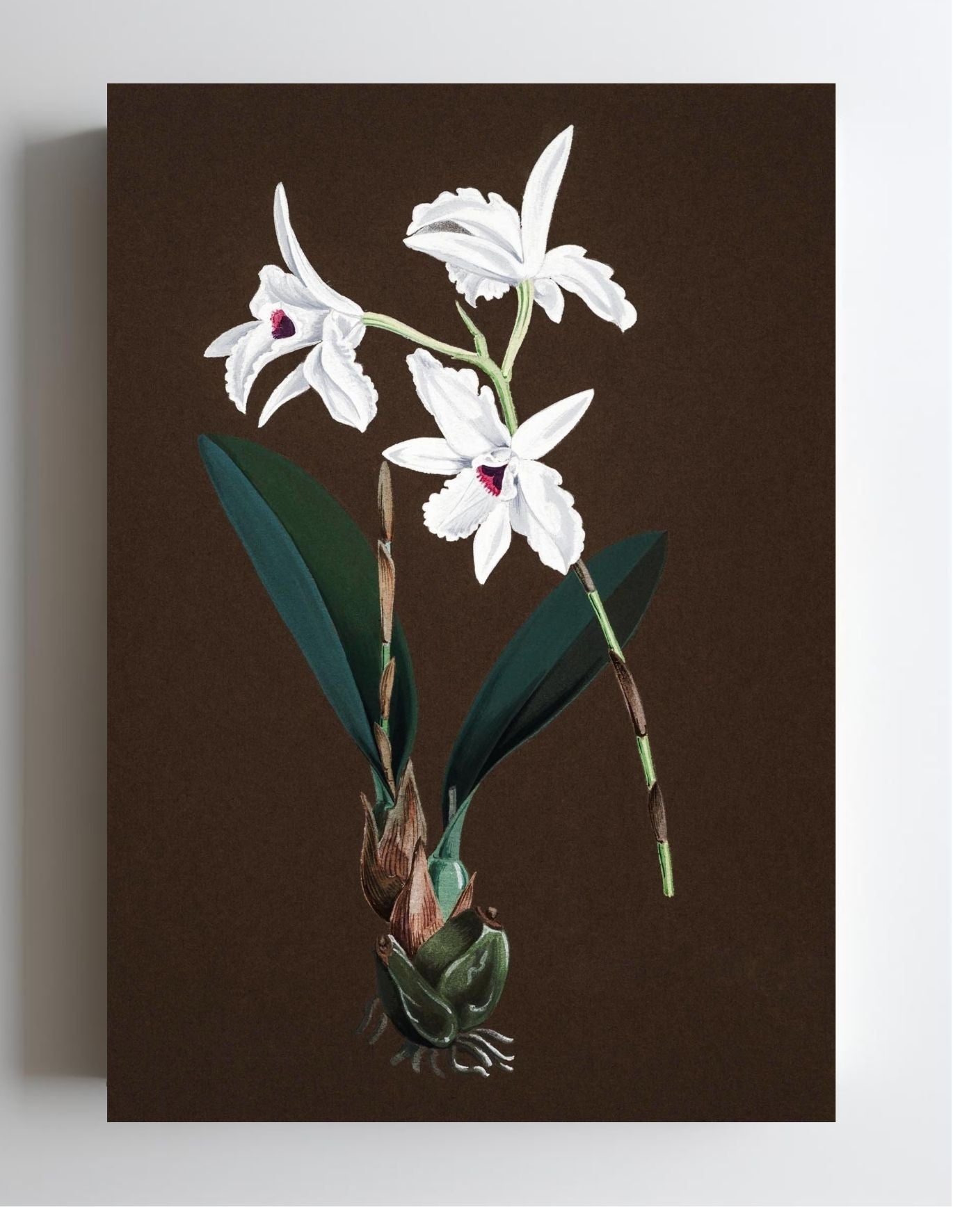 Laelia Acuminata