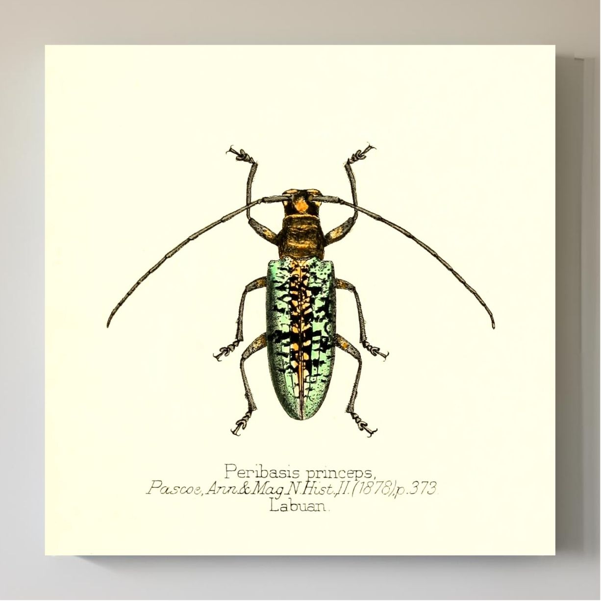 Peribasis Princeps