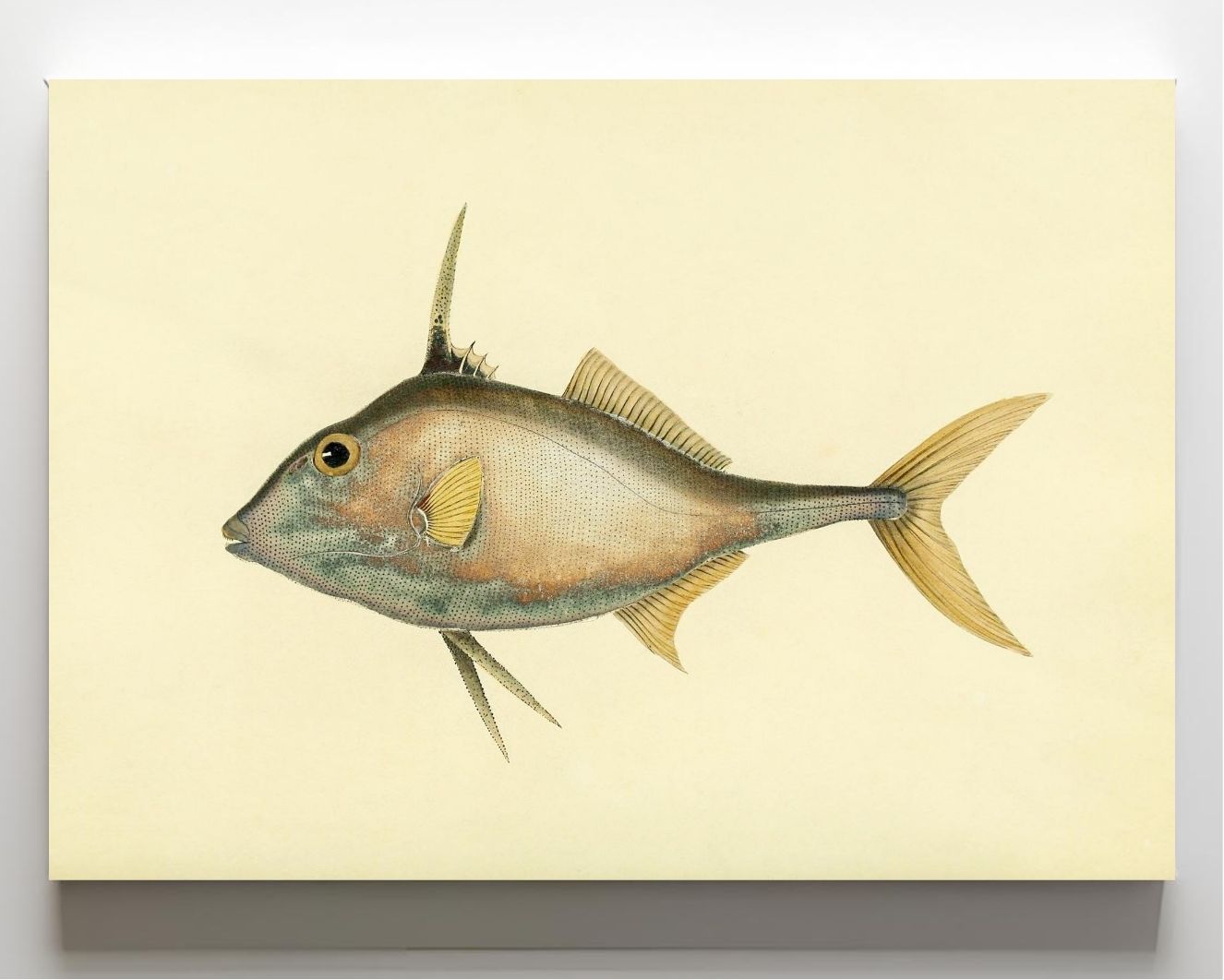 Balistes Biaculeatus