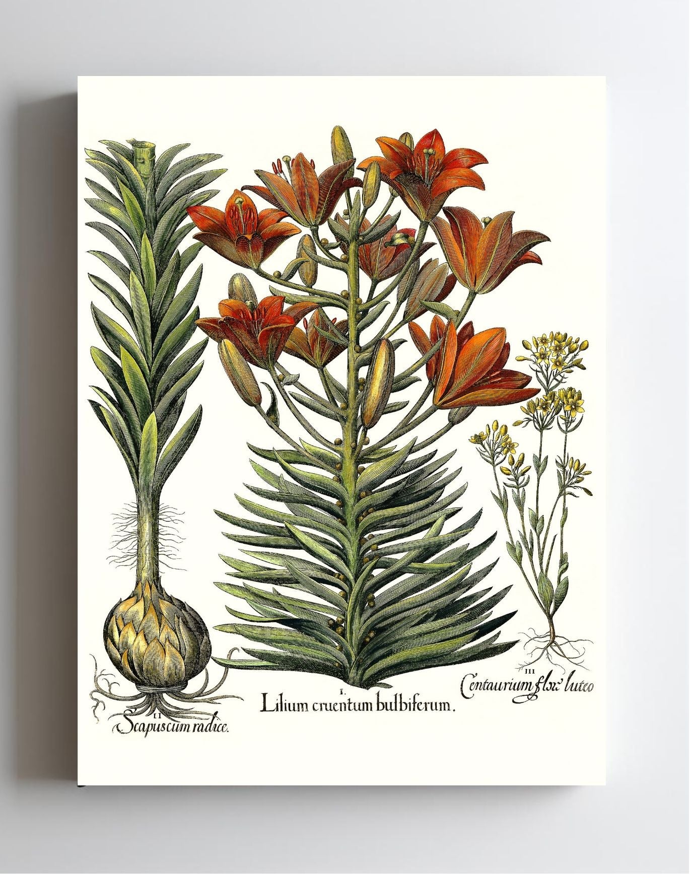 Orange lily with bulbils, Late-blooming blackstonia