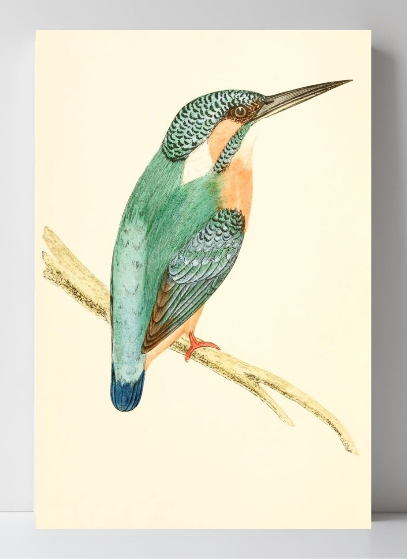 Kingfisher