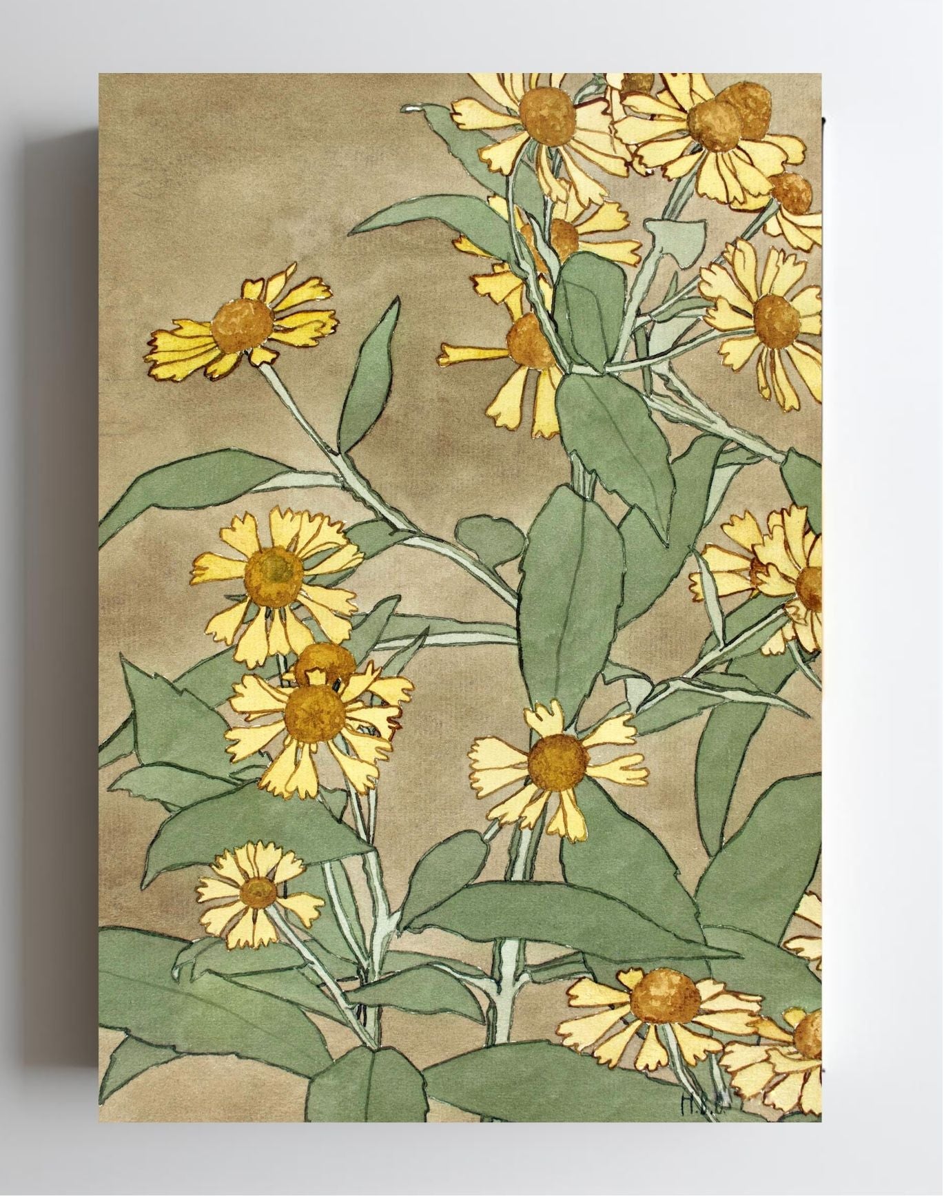 Daisies with Orange Centre and Yellow Petals