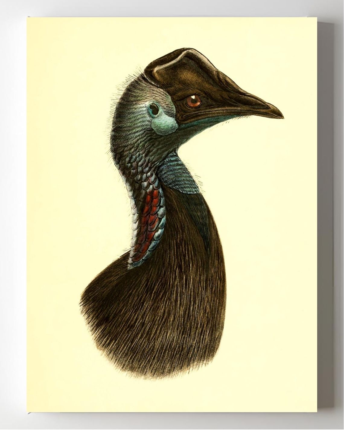Casuarius Bennetti