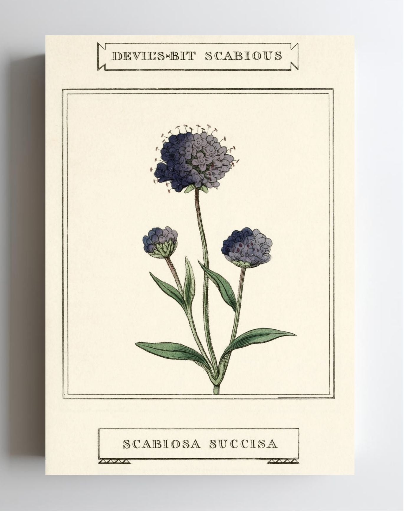 Devil's-Bit Scabious