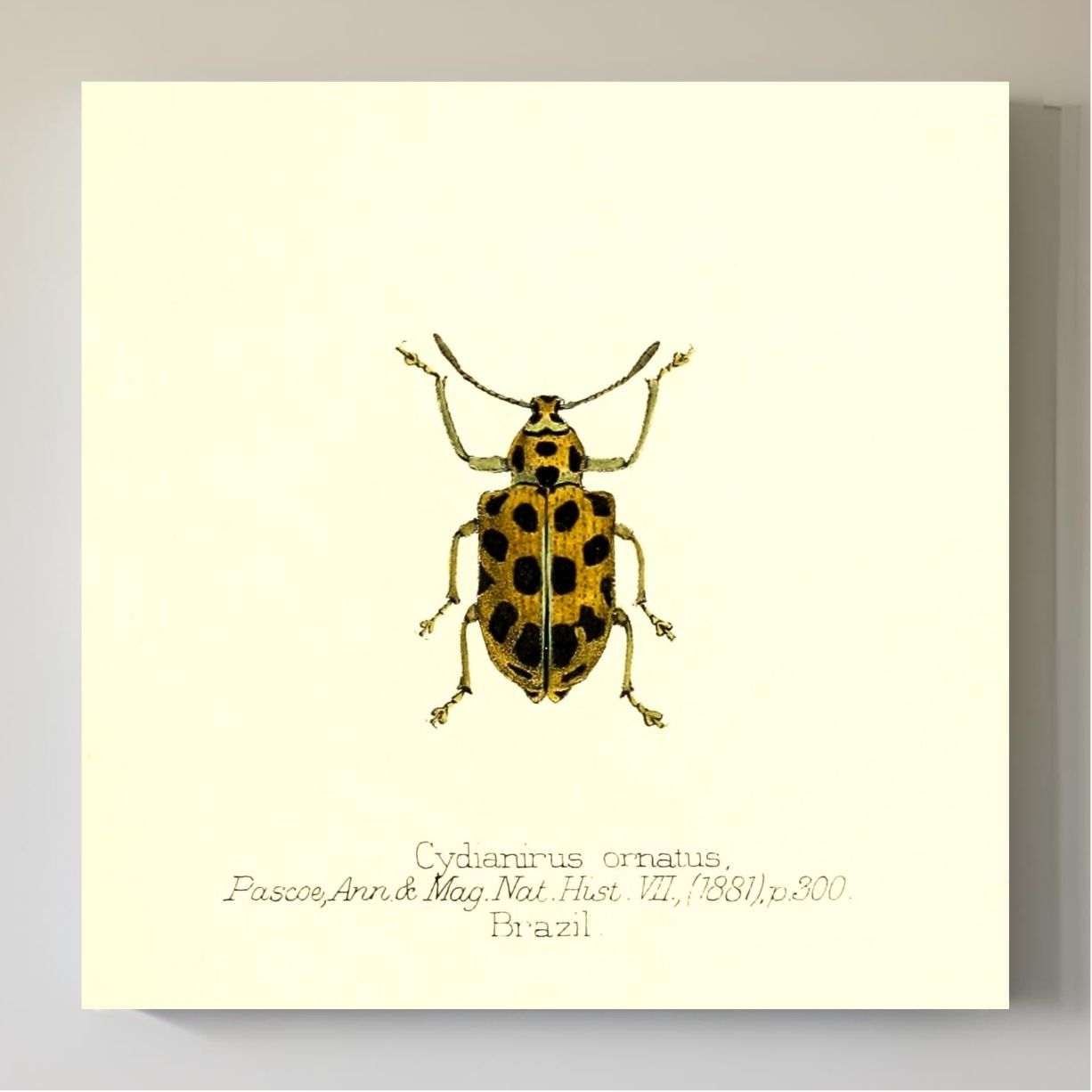 Cydianirus Ornatus