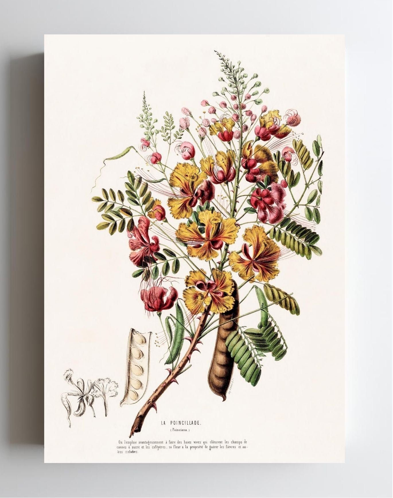 La Poincillade (Poinciana)