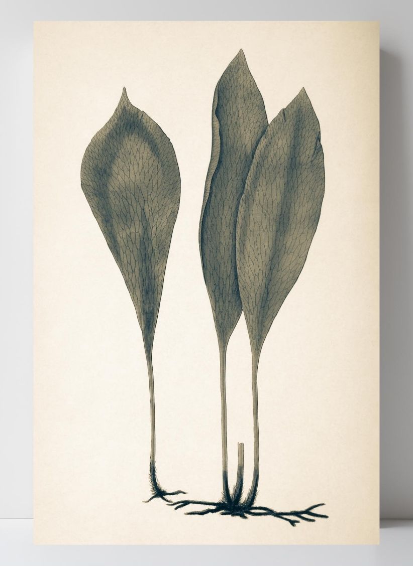 Antrophyum Boryanum