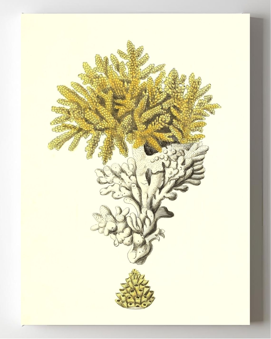 Madrepora muricata 2