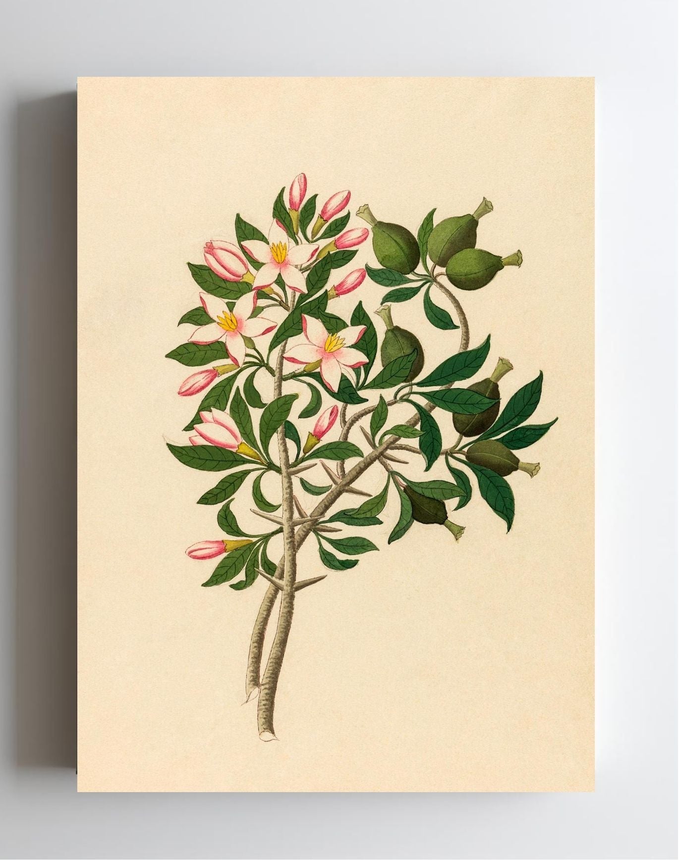 Gardenia Nov. Sp. (Hyperacanthus Amoenus)