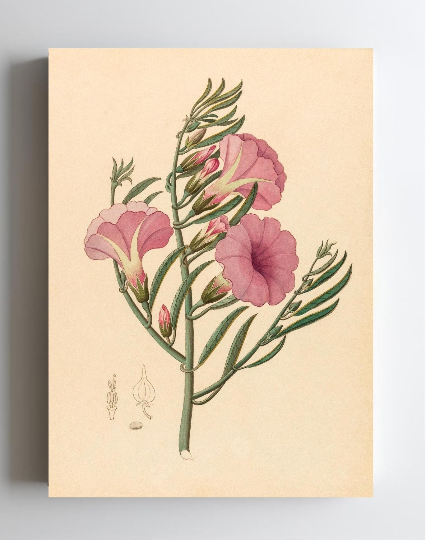 Convolvulus (Ipomoea Oenotheroides)