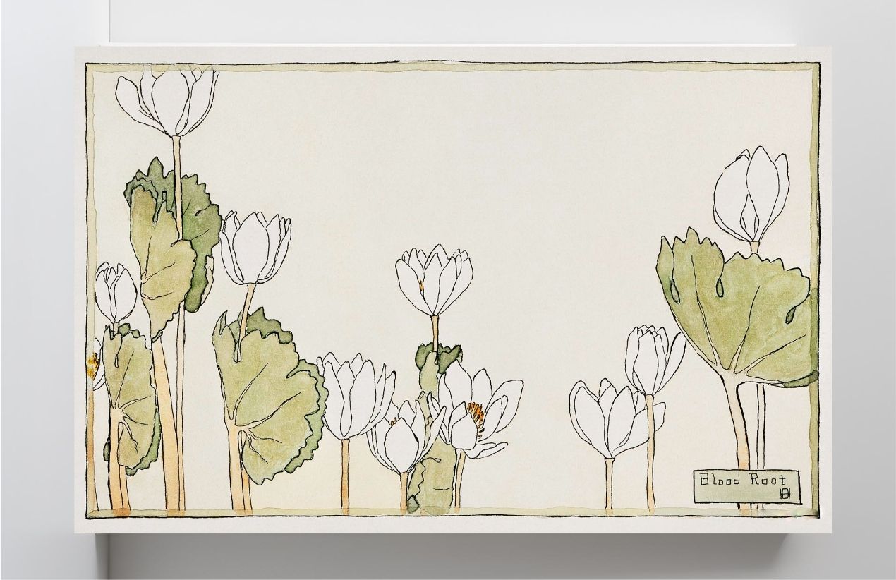 Blood Root