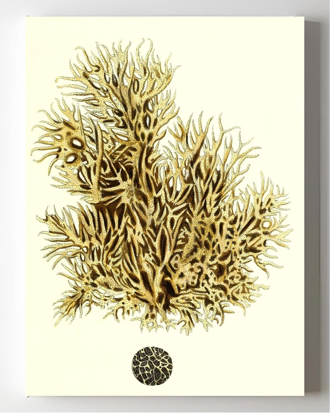 Spongia damicornis