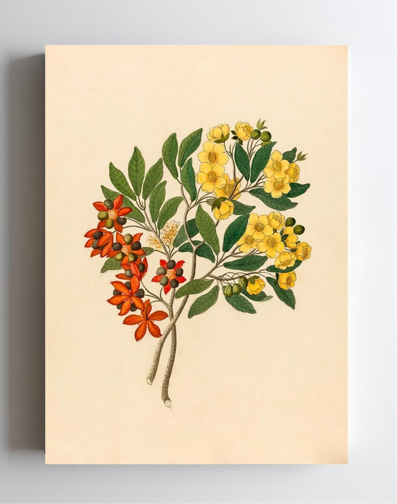 Icosandria Monog. (Ochna Arborea)