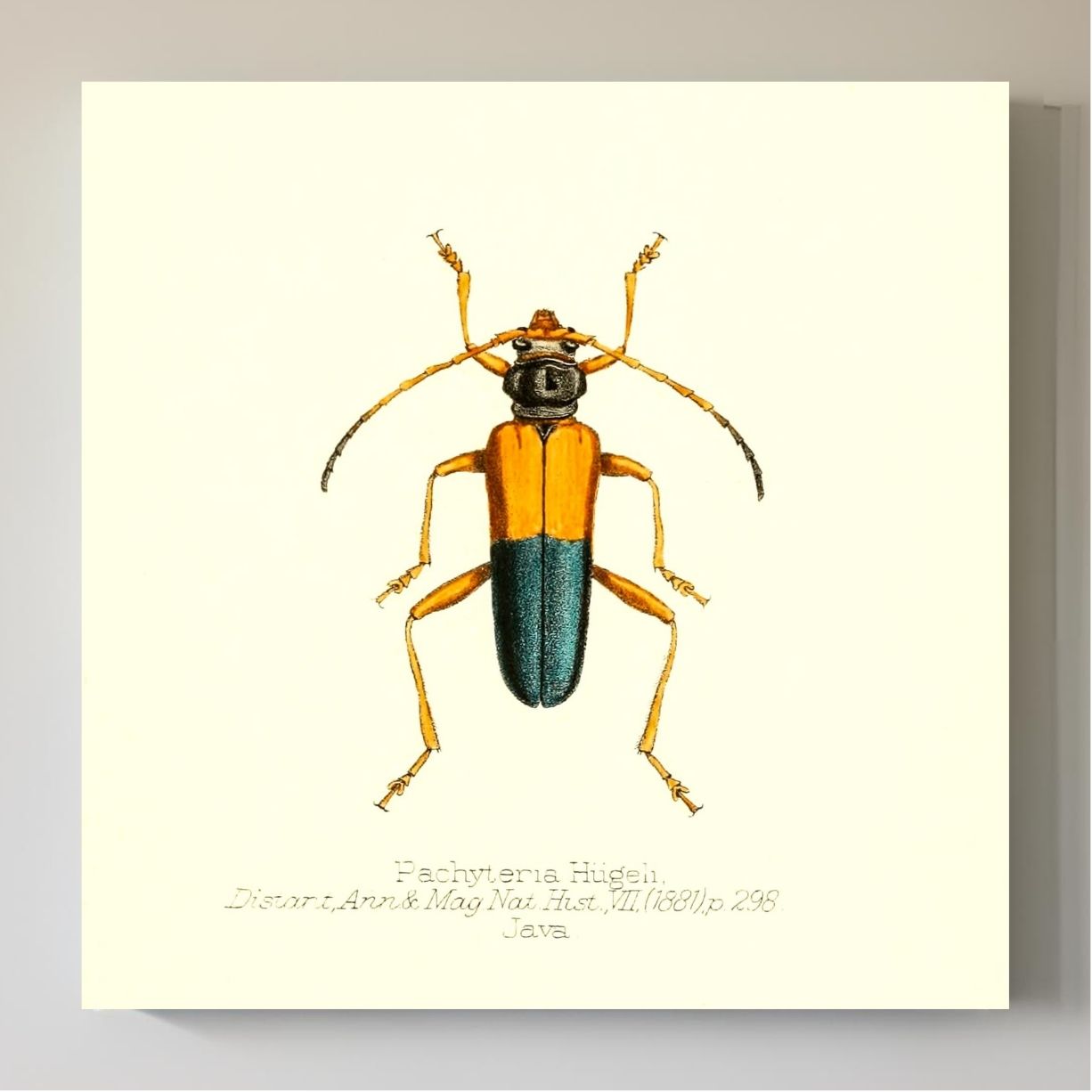 Pachyteria Hugeli