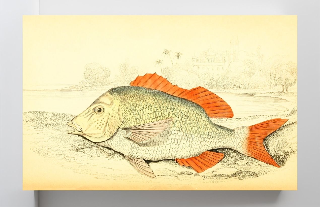 Edible Lethrynus
