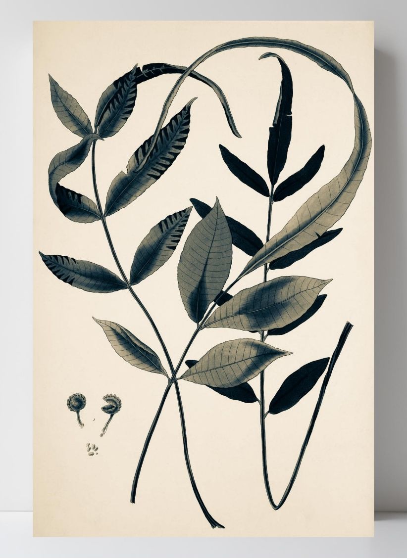 Acrostichum Flagelliferum