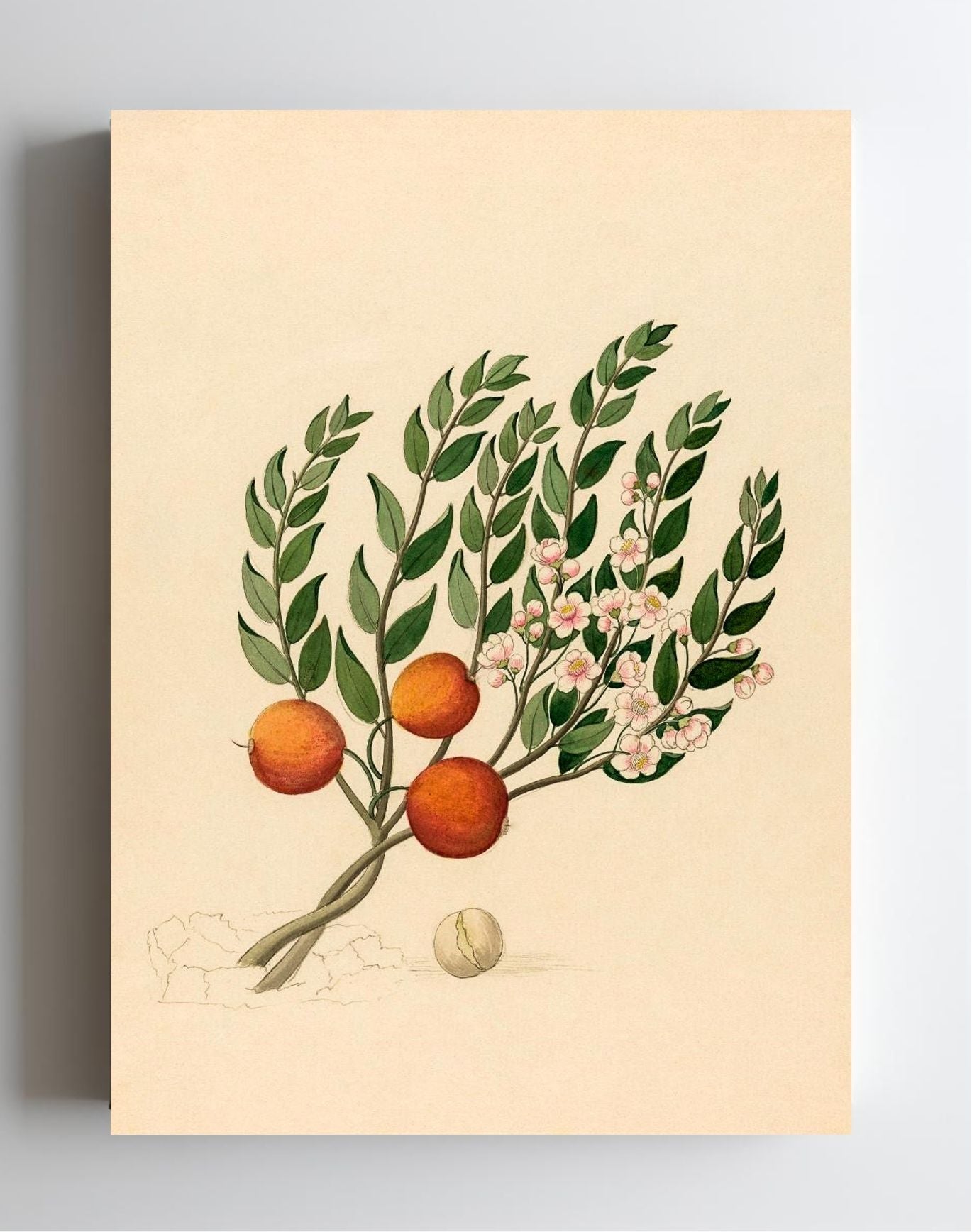 Eugenia or Jambo (Eugenia Albanensis)
