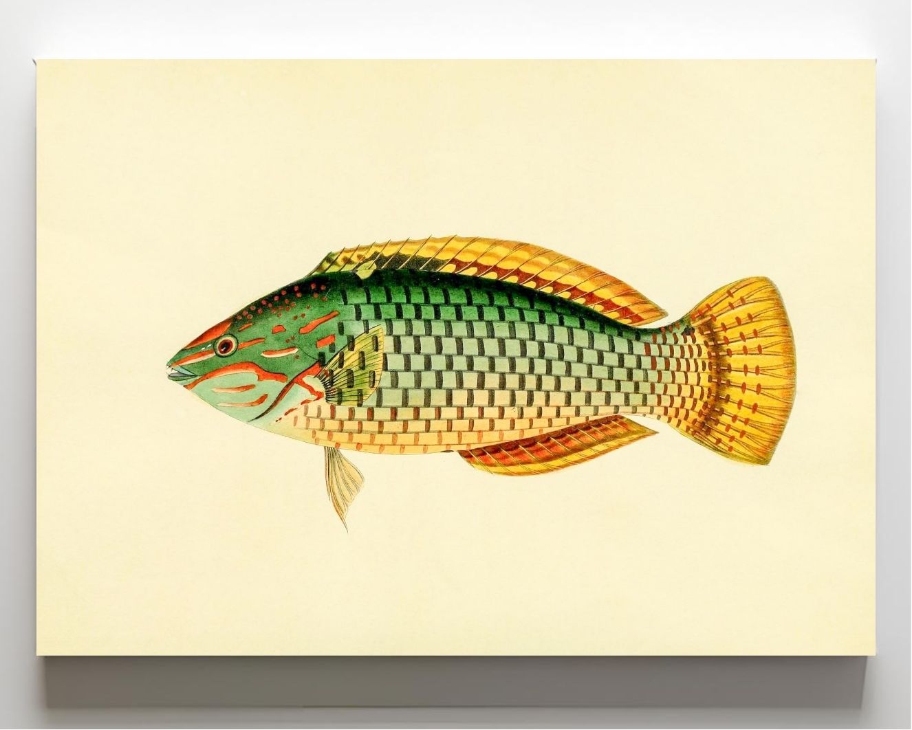 Sparus Decussatus