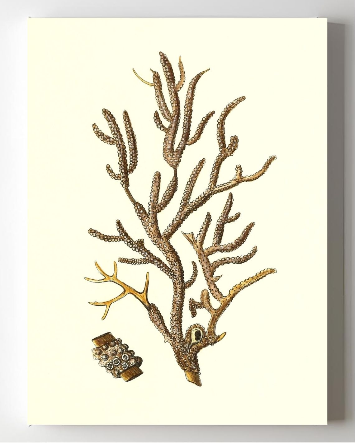 Gorgonia placomus 4