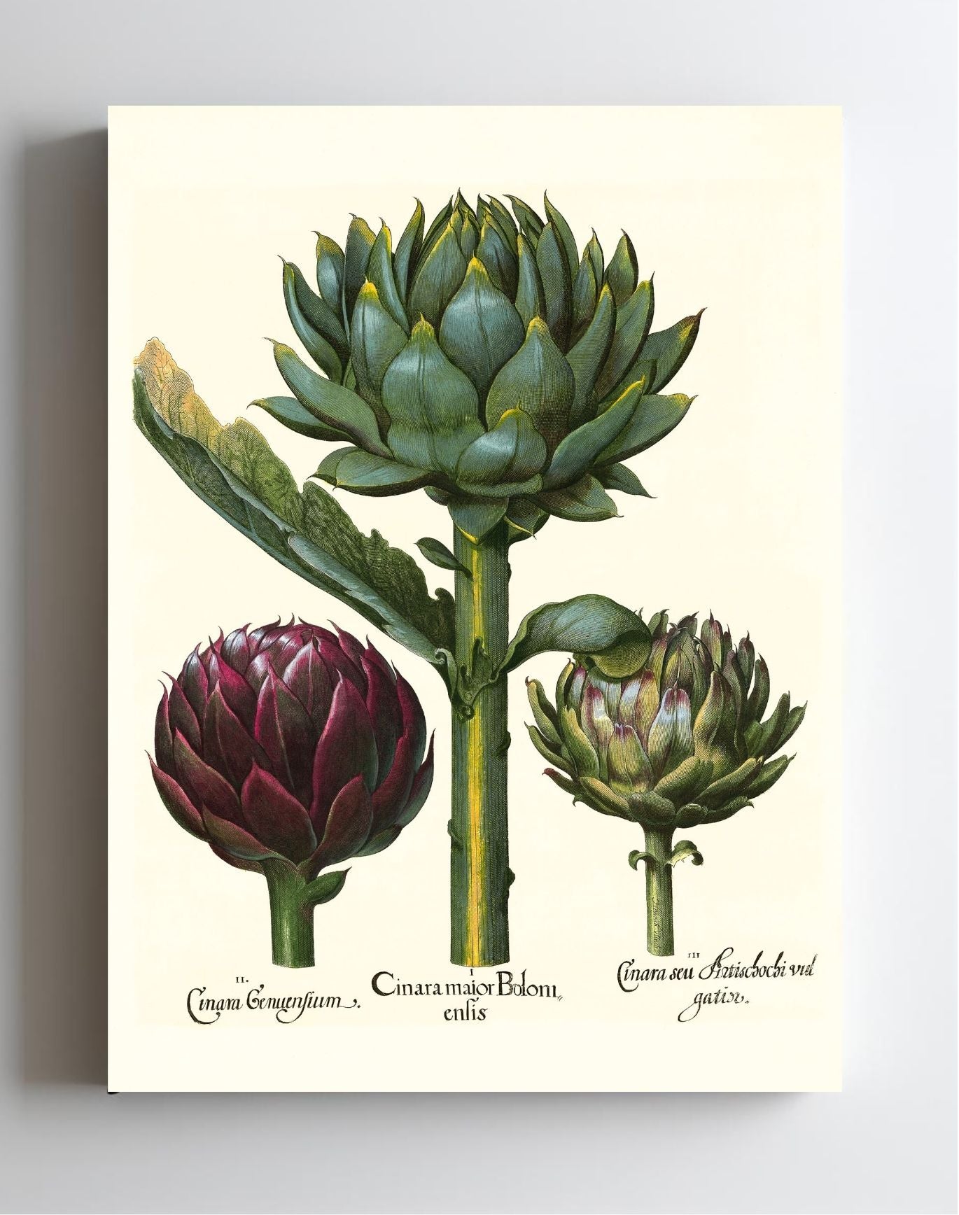 Artichoke heads
