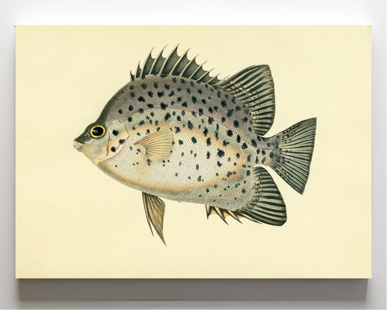 Chaetodon Atro-Maculatus