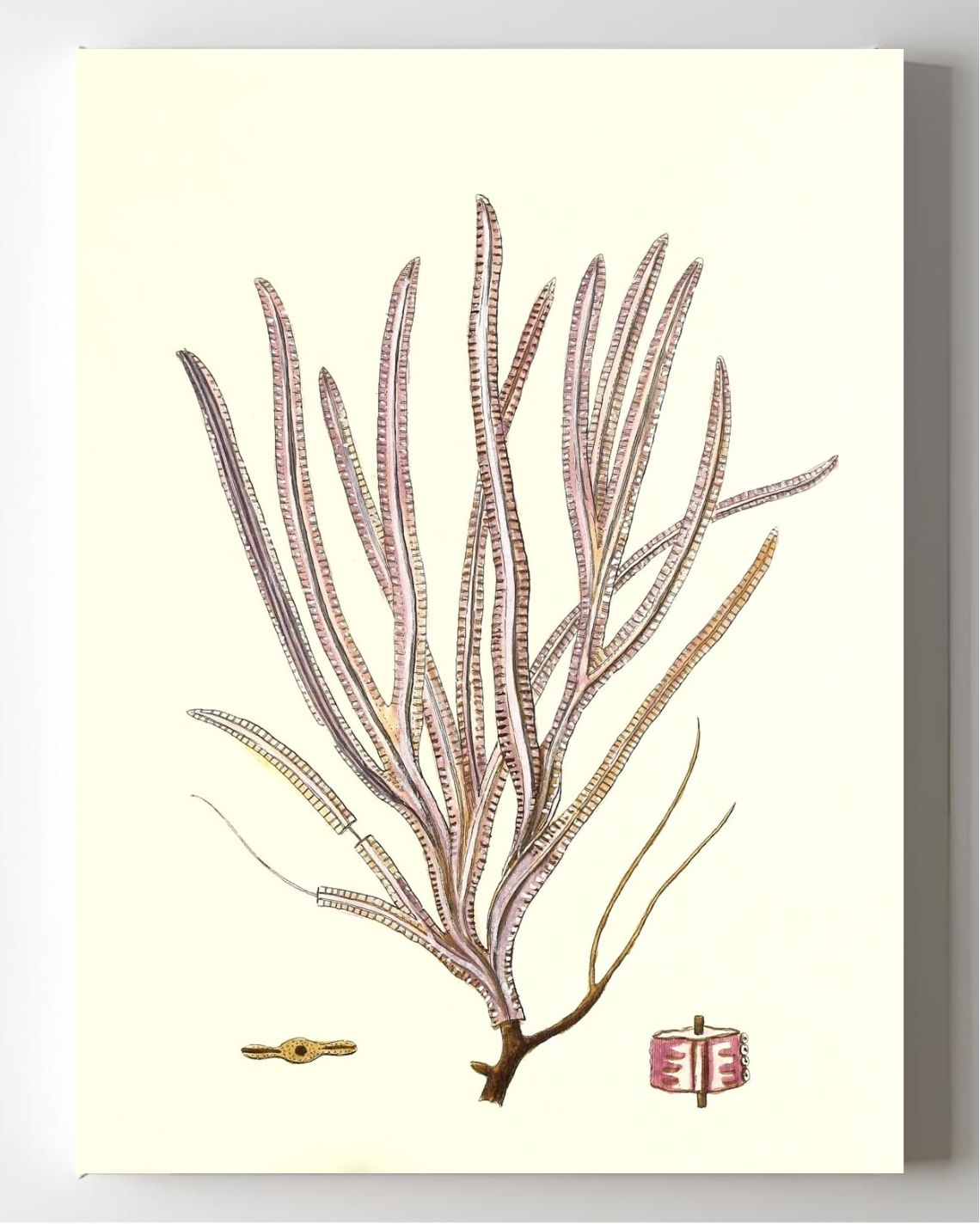 Gorgonia anceps