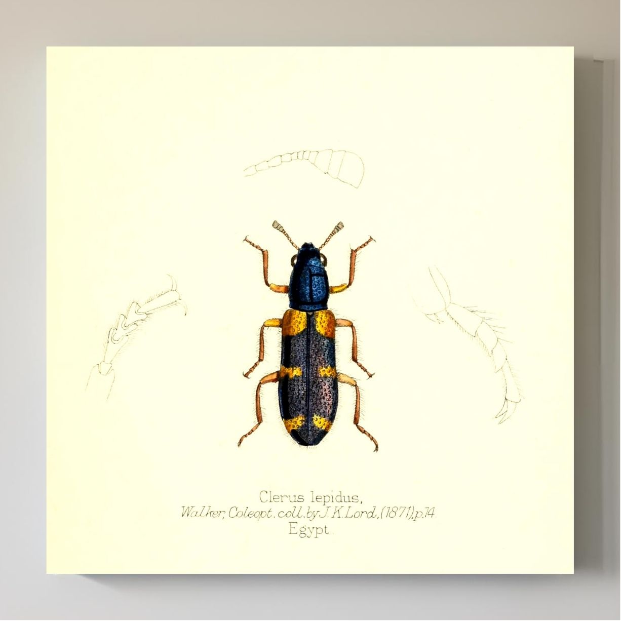 Clerus Lepidus